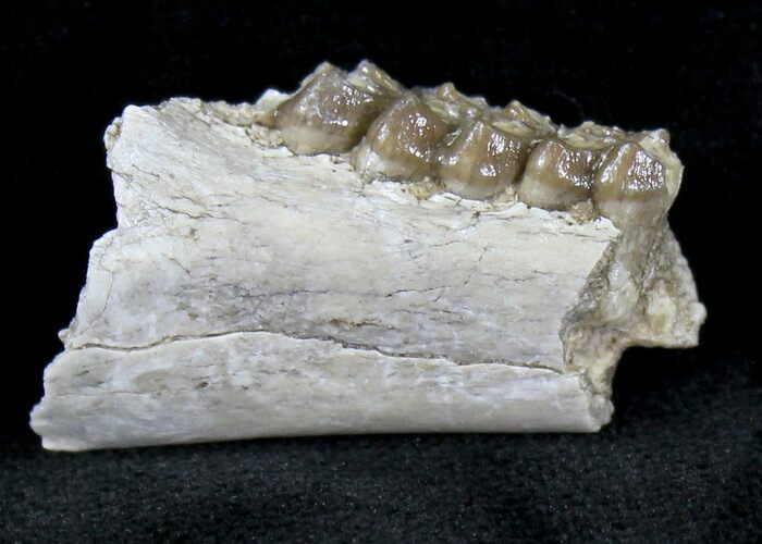 Oligocene Ruminant (Leptomeryx) Jaw Section #21121